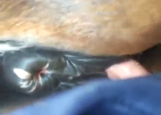 Brown pussy of a mare getting fucked silly