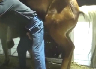 Guy fucks a horse: zoophile porn from US