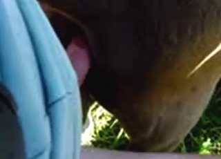 Cow featured in zoophile porn with nice thrusts