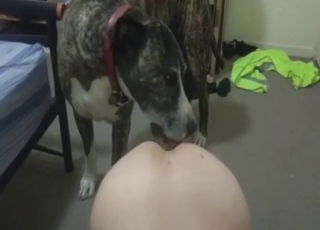 Nice lick with bestiality porn addict on all fours