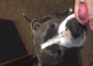 Hot bestiality porn with a sexy animal taking it