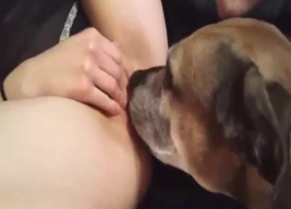 Brown dog licking that wet pussy in zoo XXX