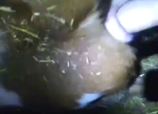 Real zoo sex with a calf getting fucked, creamed