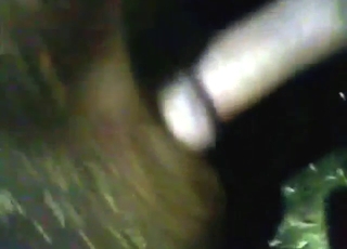 Real zoo sex with a calf getting fucked, creamed