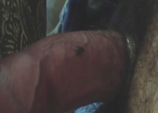 Flies on cock in zoo sex with legit orgasms