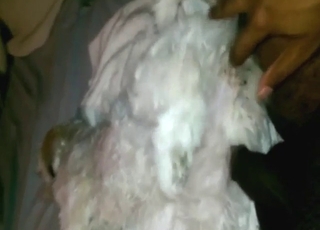 Virgin animal getting fucked by a horny dude