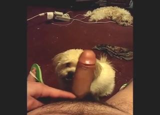 Sexed-up animal is into hot dick sucking