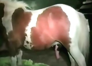 Pony is perfect for pornography