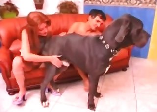 Lovely ladies are enjoying a group zoo sex with a doggy