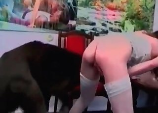 Stockings-clad babe banged by a dog