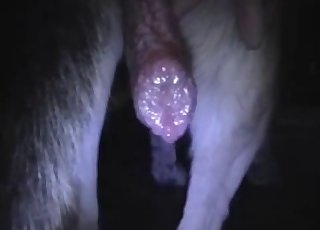 Cute babe and horse enjoying bestiality sex