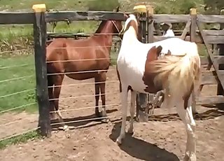 Good horse doggy style bestiality porn
