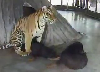 Sexy tiger is gonna do something real hot