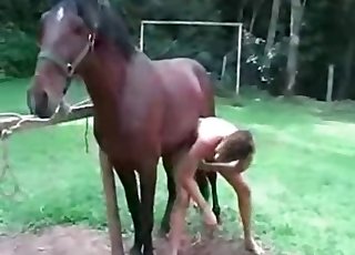 Brown horse fucking the owner