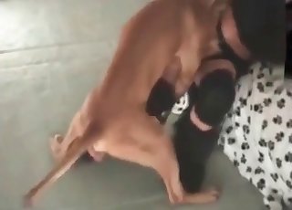 Dogs
