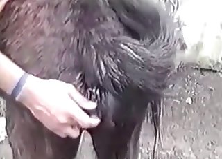 Dog gets sexual pleasure from the owner