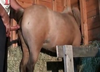 Dirty hardcore farm bestiality with a stallion
