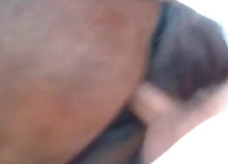 Horse in the sweet bestiality XXX porn